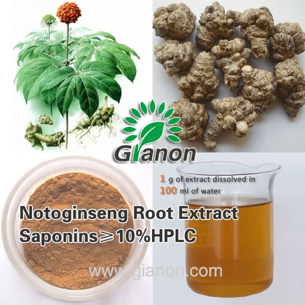 Panax Notoginseng Root Extract 5-80-HPL